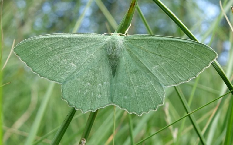 Foto Grünes Blatt (Geometra papilionaria)