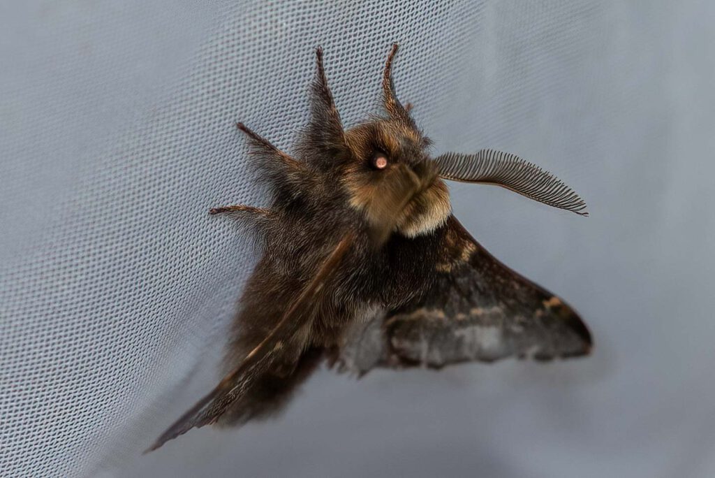 Kleine Pappelglucke (Poecilocampa populi)