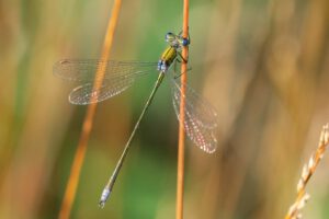 Kleine Binsenjungfer (Lestes virens)