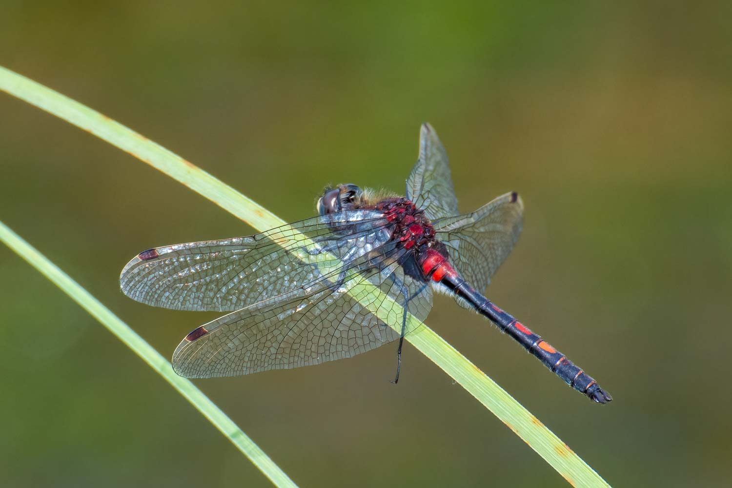 Kleine Moosjungfer (Leucorrhinia dubia)