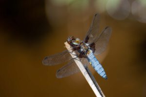 Plattbauch (Libellula depressa)