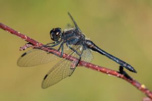 Schwarze Heidelibelle (Sympetrum danae)