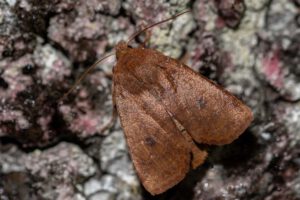 Veränderliche Wintereule (Conistra vaccinii)