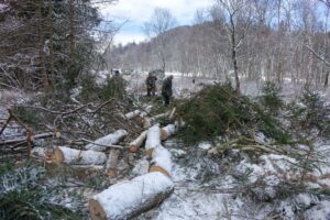 Holzfällerarbeiten im Felmer Moos