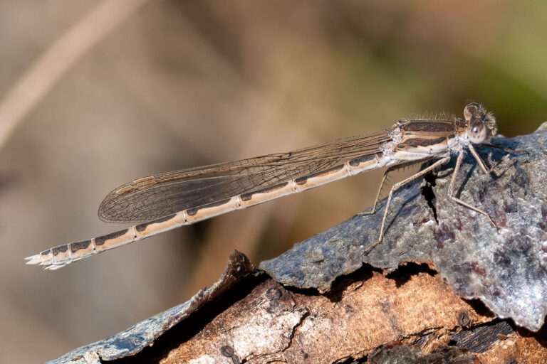 Gemeine Winterlibelle (Sympecma fusca) im Felmer Moos