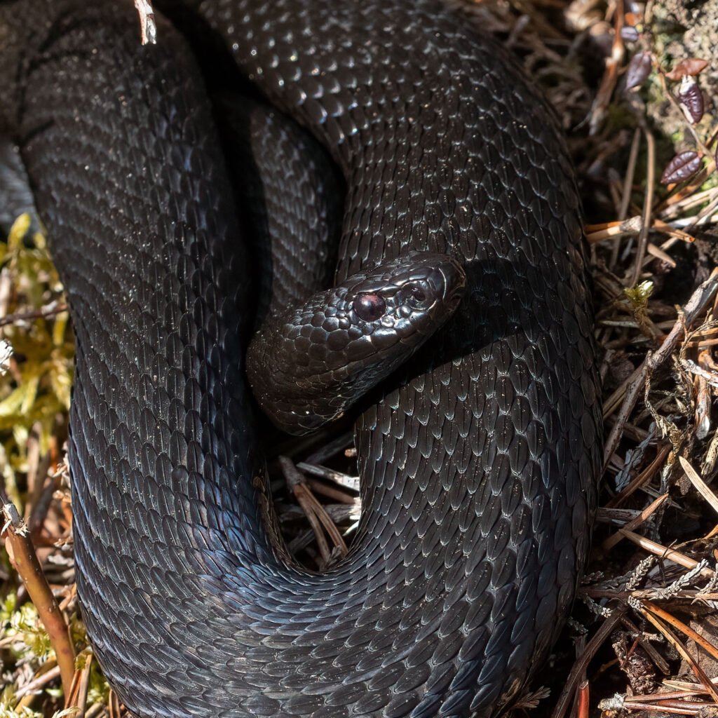 Kreuzotter (Vipera berus)