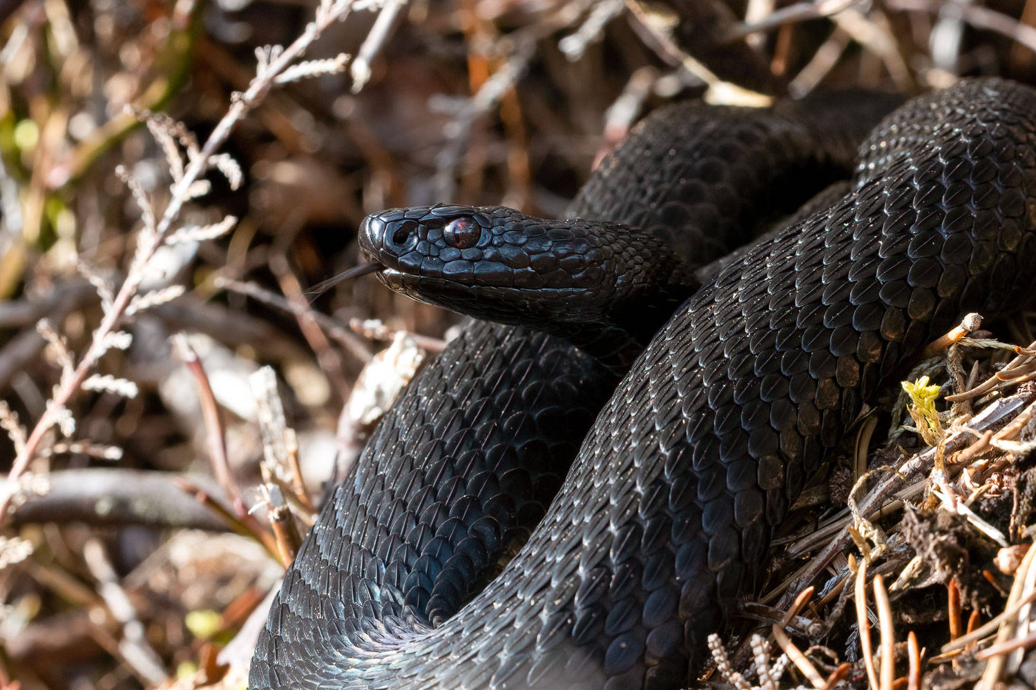 Kreuzotter (Vipera berus)