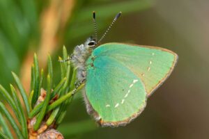 Grüner Zipfelfalter (Callophrys rubi)