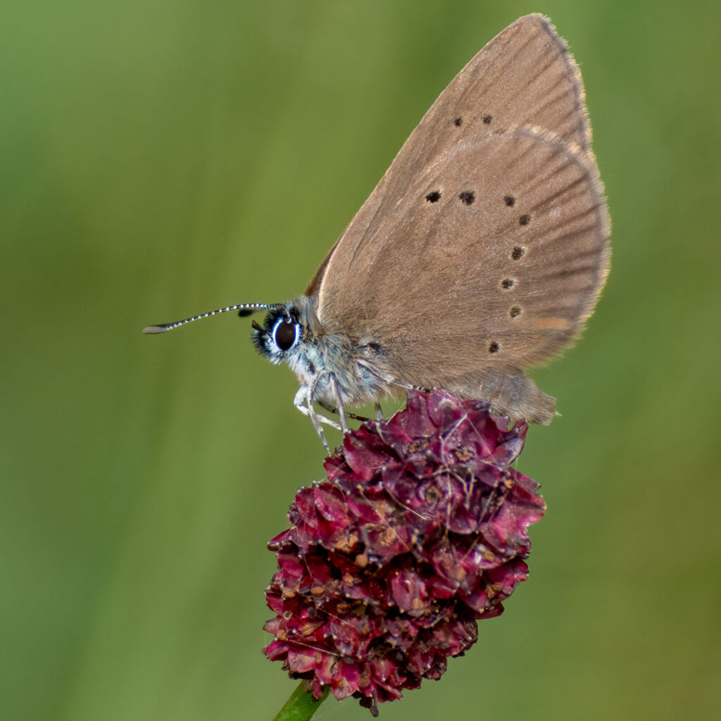 Dunkler Wiesenknopf-Ameisenbläuling (Phengaris nausithous)