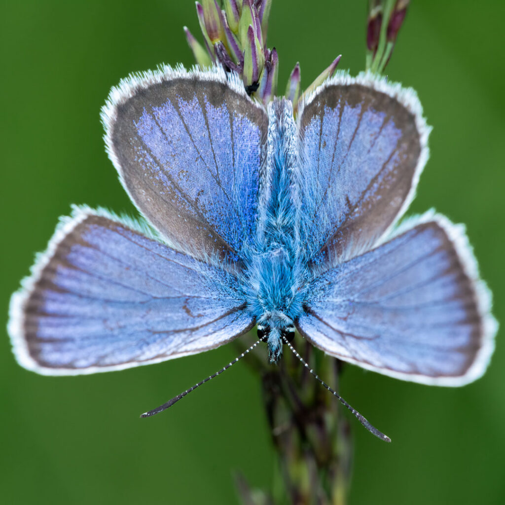 Argus-Bläuling
(Plebejus argus)