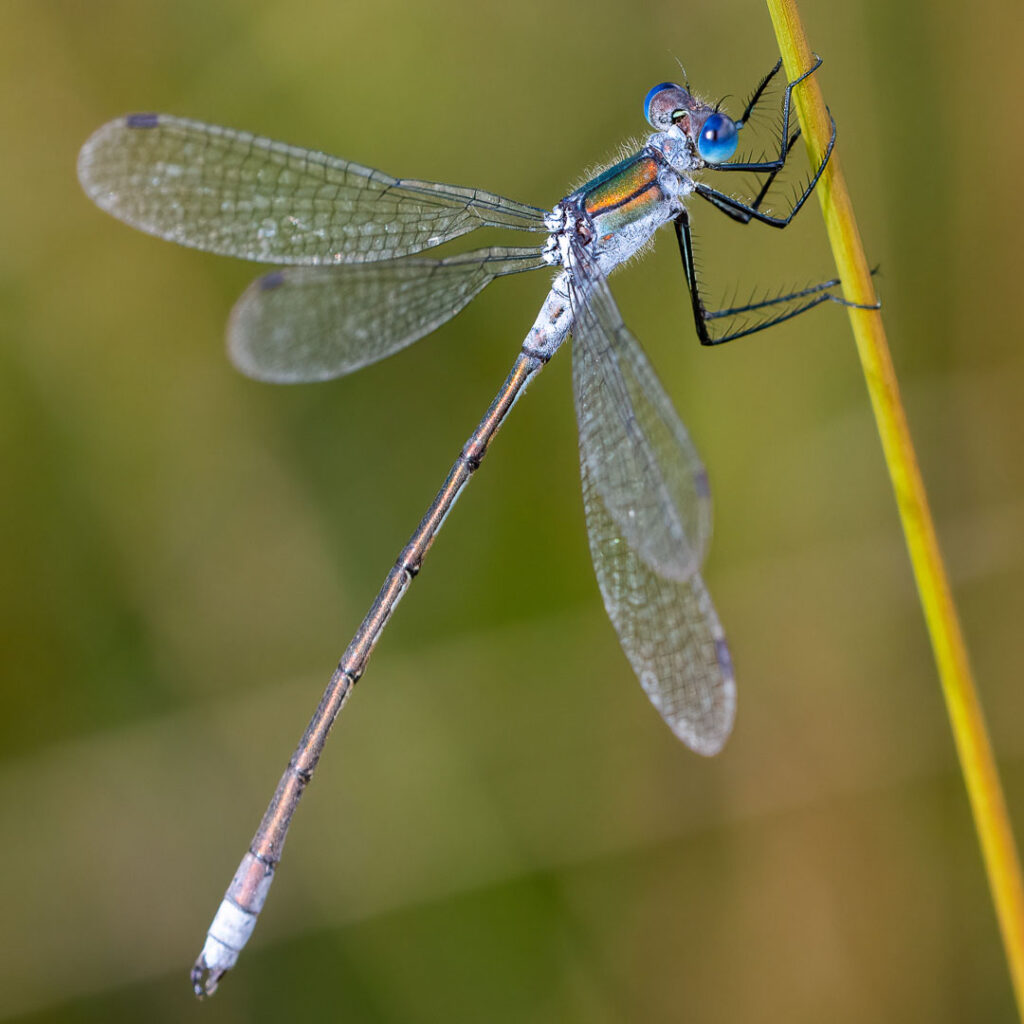 Gemeine Binsenjungfer (Lestes sponsa)