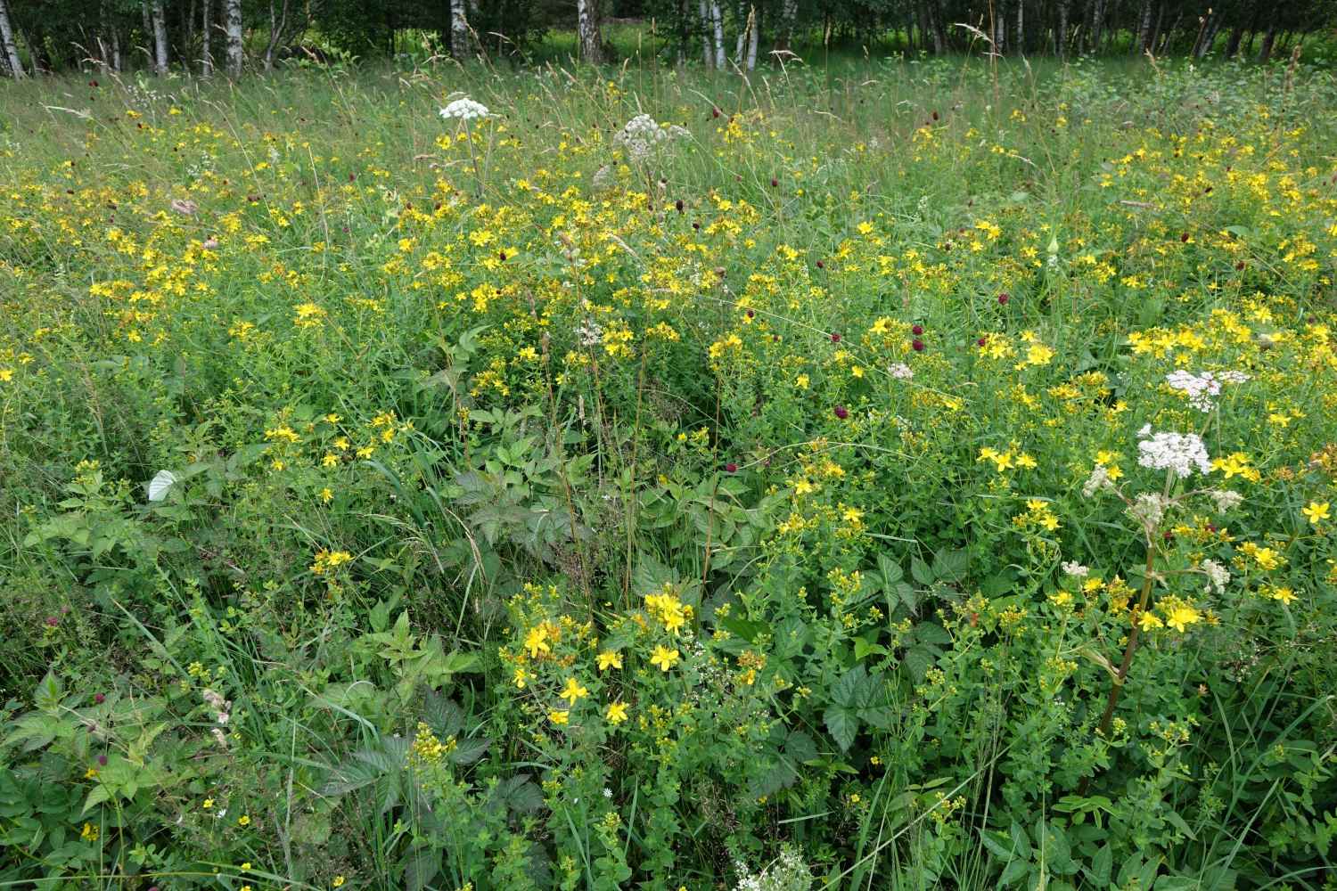 Wiesen im Felmer Moos 1