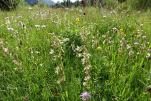 Wiesen im Felmer Moos 2