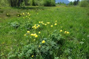 Wiesen im Felmer Moos 5