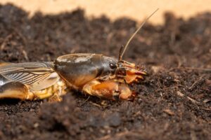 Maulwurfsgrille (Gryllotalpa gryllotalpa)