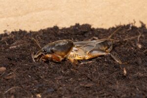 Maulwurfsgrille (Gryllotalpa gryllotalpa)