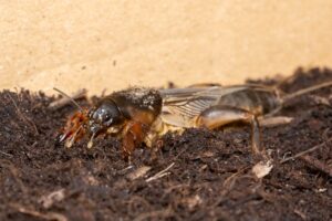 Maulwurfsgrille (Gryllotalpa gryllotalpa)