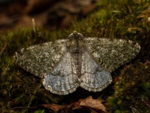 Schneespanner - Phigalia pilosaria