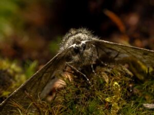 Schneespanner - Phigalia pilosaria