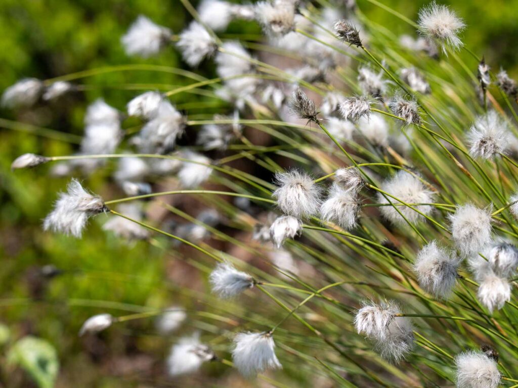 Scheidiges Wollgras (Eriophorum vaginatum) Fruchtstände