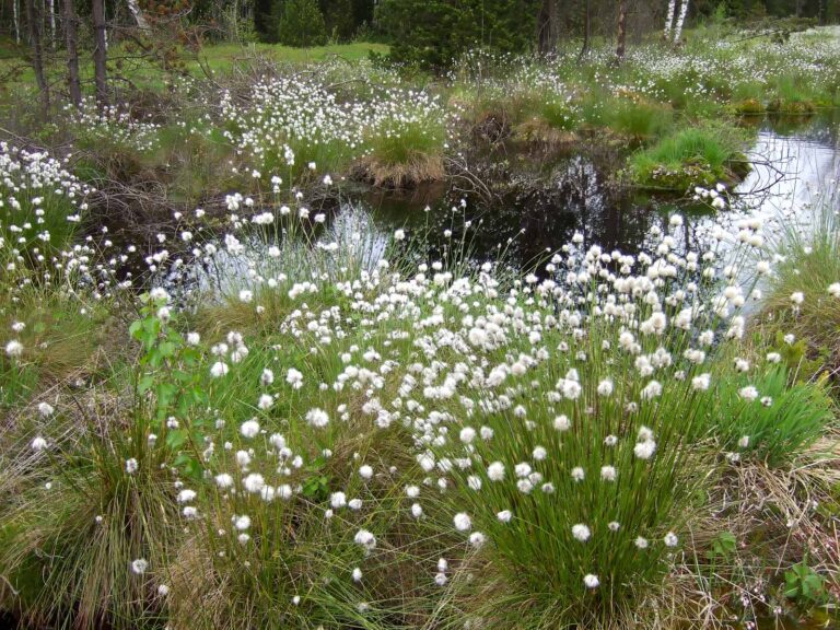 Portrait: Scheidiges Wollgras (Eriophorum vaginatum)