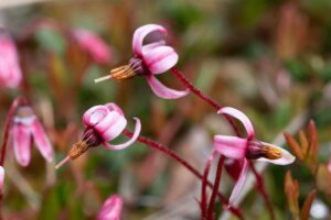 Moosbeere - Vaccinium oxycoccos