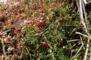 Moosbeere - Vaccinium oxycoccos