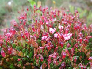 Moosbeere - Vaccinium oxycoccos