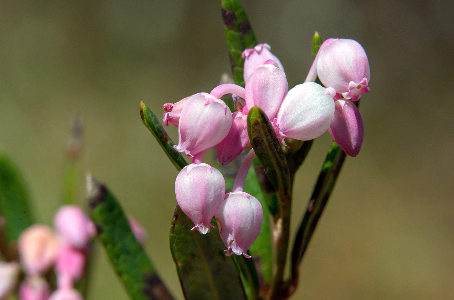 Rosmarinheide (Andromeda polifolia)