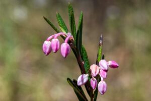 Rosmarinheide (Andromeda polifolia)