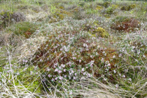 Rosmarinheide