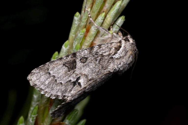 Heidemoor-Rindeneule (Acronicta menyanthidis)