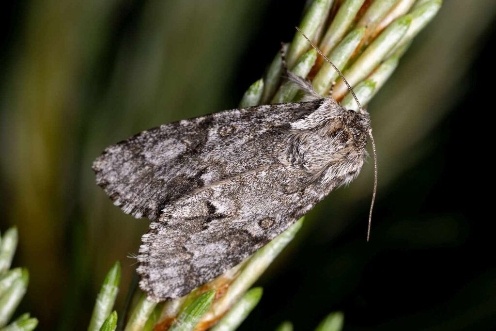 Heidemoor-Rindeneule (Acronicta menyanthidis)