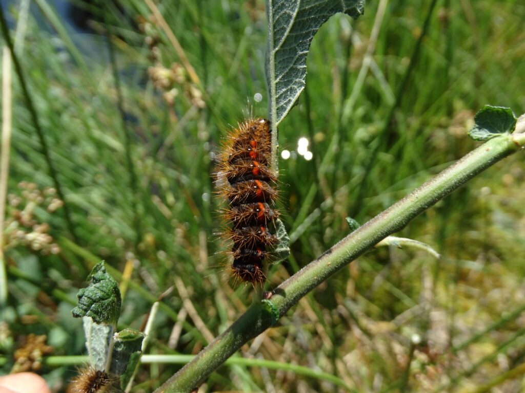 Heidemoor-Rindeneule (Acronicta menyanthidis) Raupe