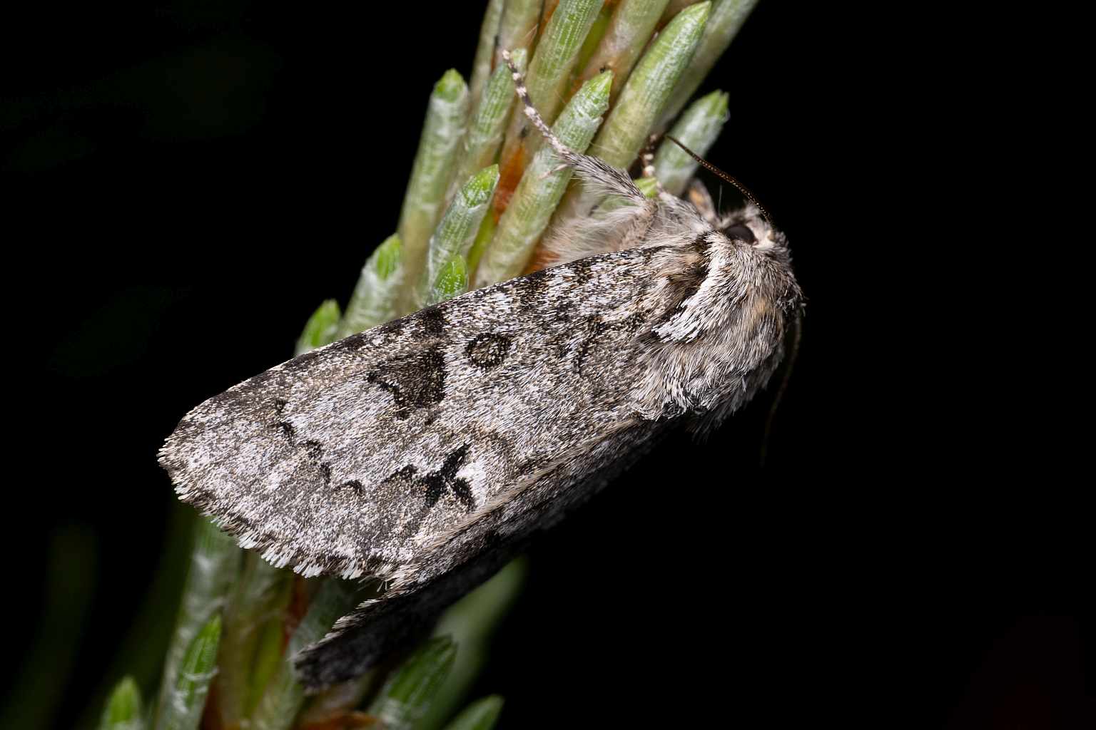 Heidemoor-Rindeneule (Acronicta menyanthidis)
