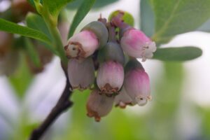 Rauschbeere