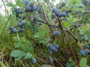 Rauschbeere