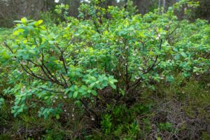 Rauschbeere