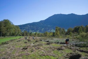 Heuaktion im Felmer Moos 2025