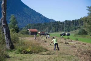 Heuaktion im Felmer Moos 2025