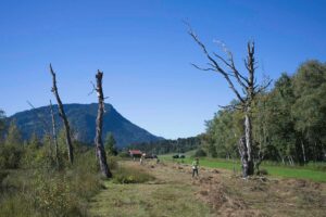 Heuaktion im Felmer Moos 2025