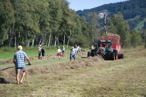 Heuaktion im Felmer Moos 2025