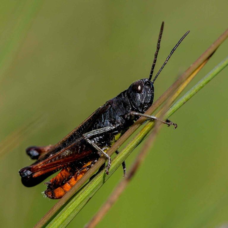 Buntbäuchiger Grashüpfer (Omocestus rufipes) Männchen