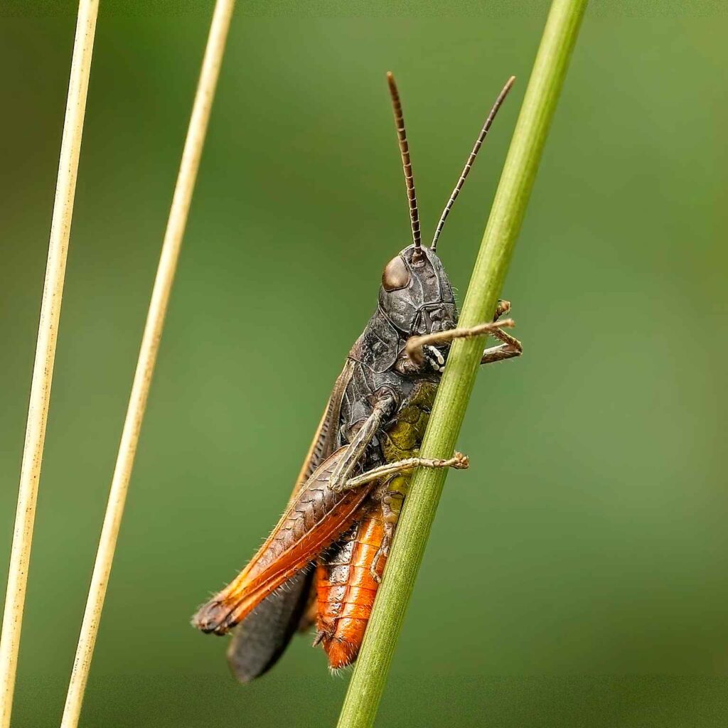 Buntbäuchiger Grashüpfer (Omocestus rufipes) Männchen