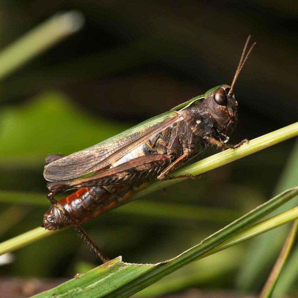 Buntbäuchiger Grashüpfer (Omocestus rufipes) Weibchen