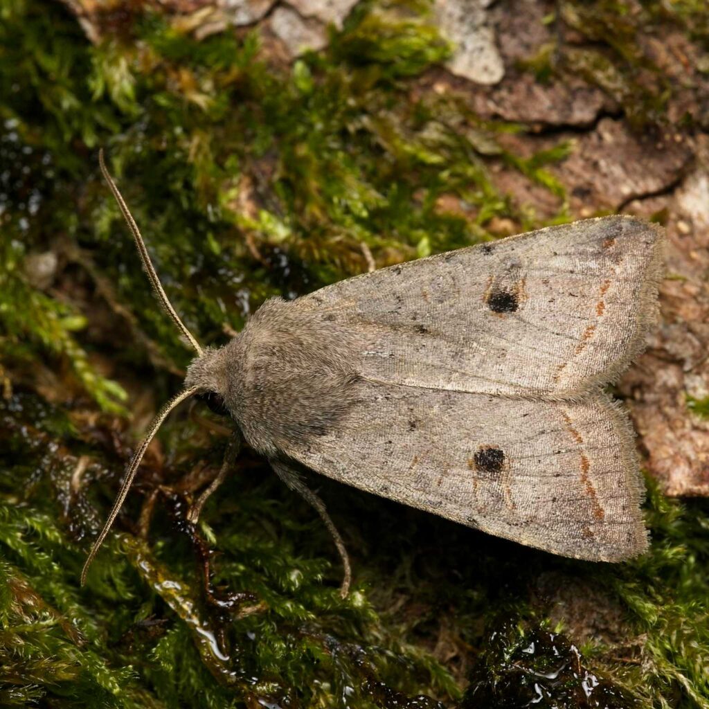Dunkelgraue Herbsteule (Agrochola lota)