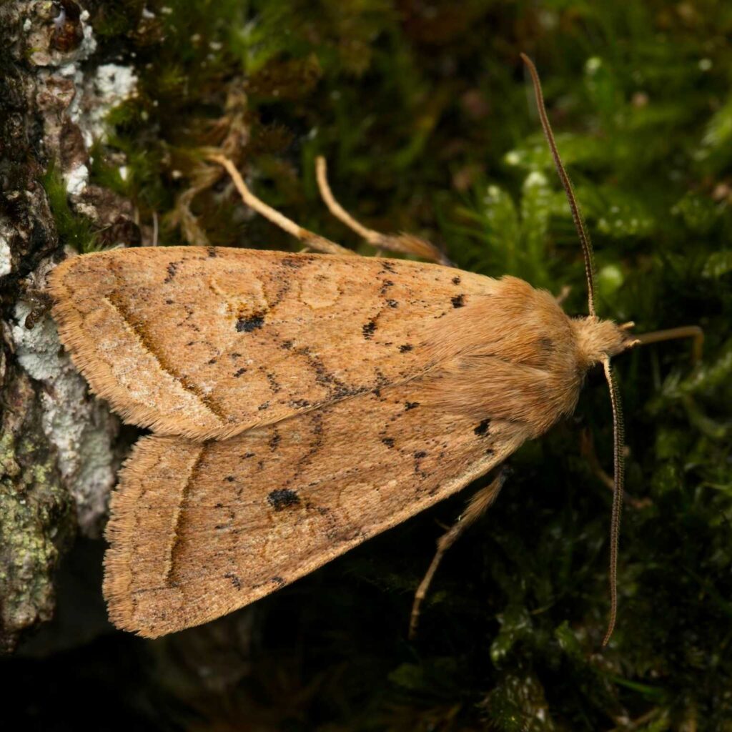 Gelbbraune Herbsteule (Agrochola macilenta)