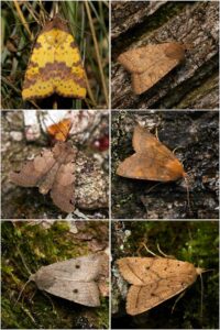 Portrait: Herbsteulen im Felmer Moos