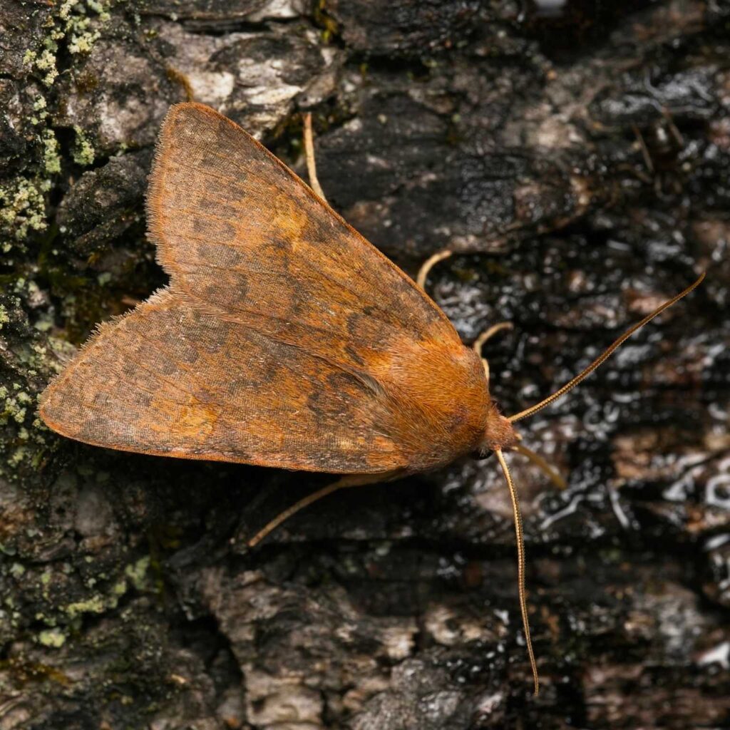 Rötliche Herbsteule (Agrochola helvola)