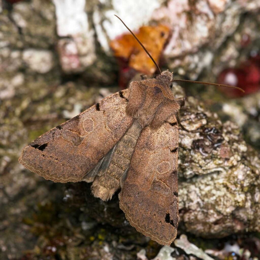 Schwarzgefleckte Herbsteule (Agrochola litura)